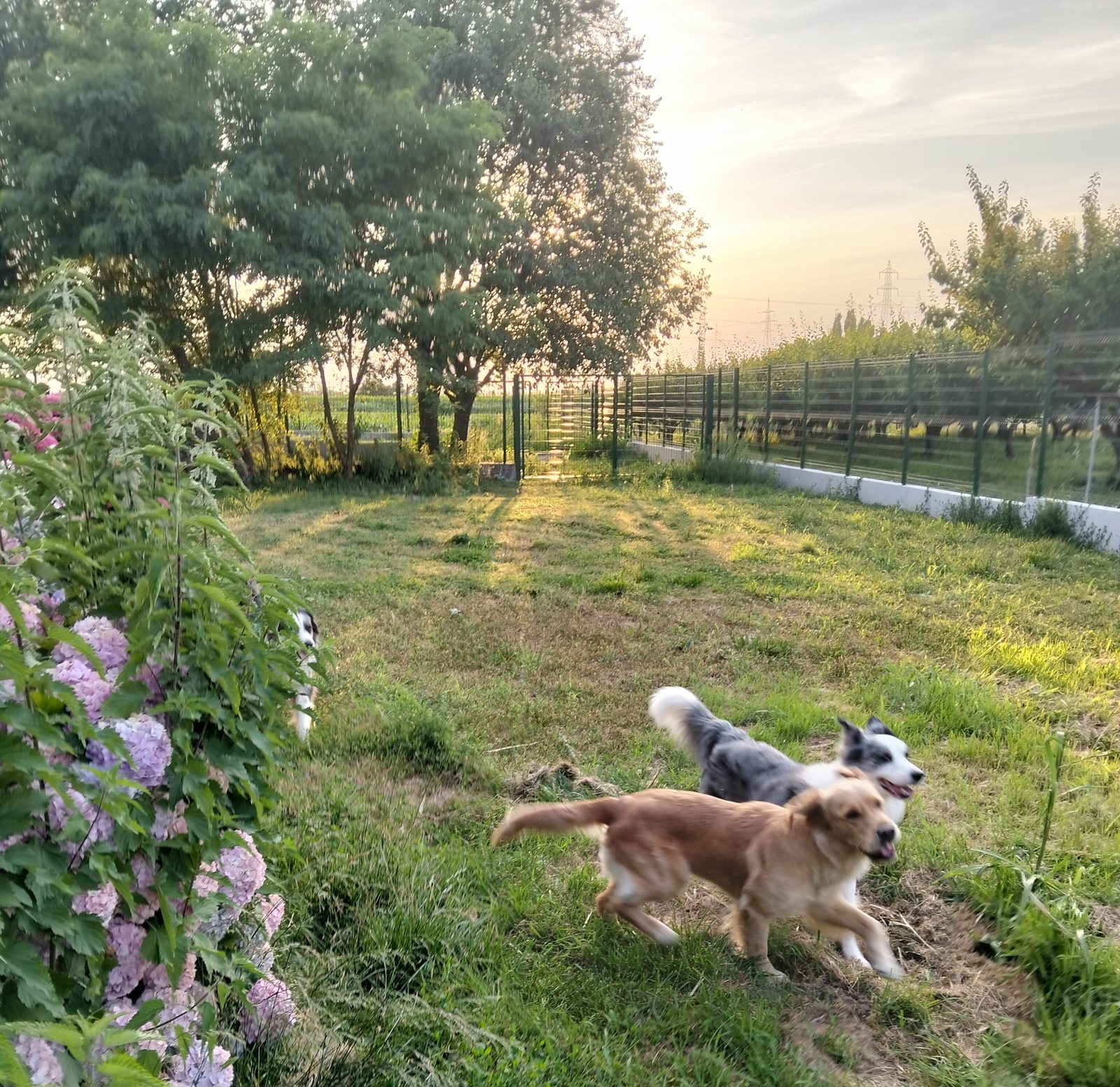 Due cani giocano nel giardino di Cani dal Bosco al tramonto