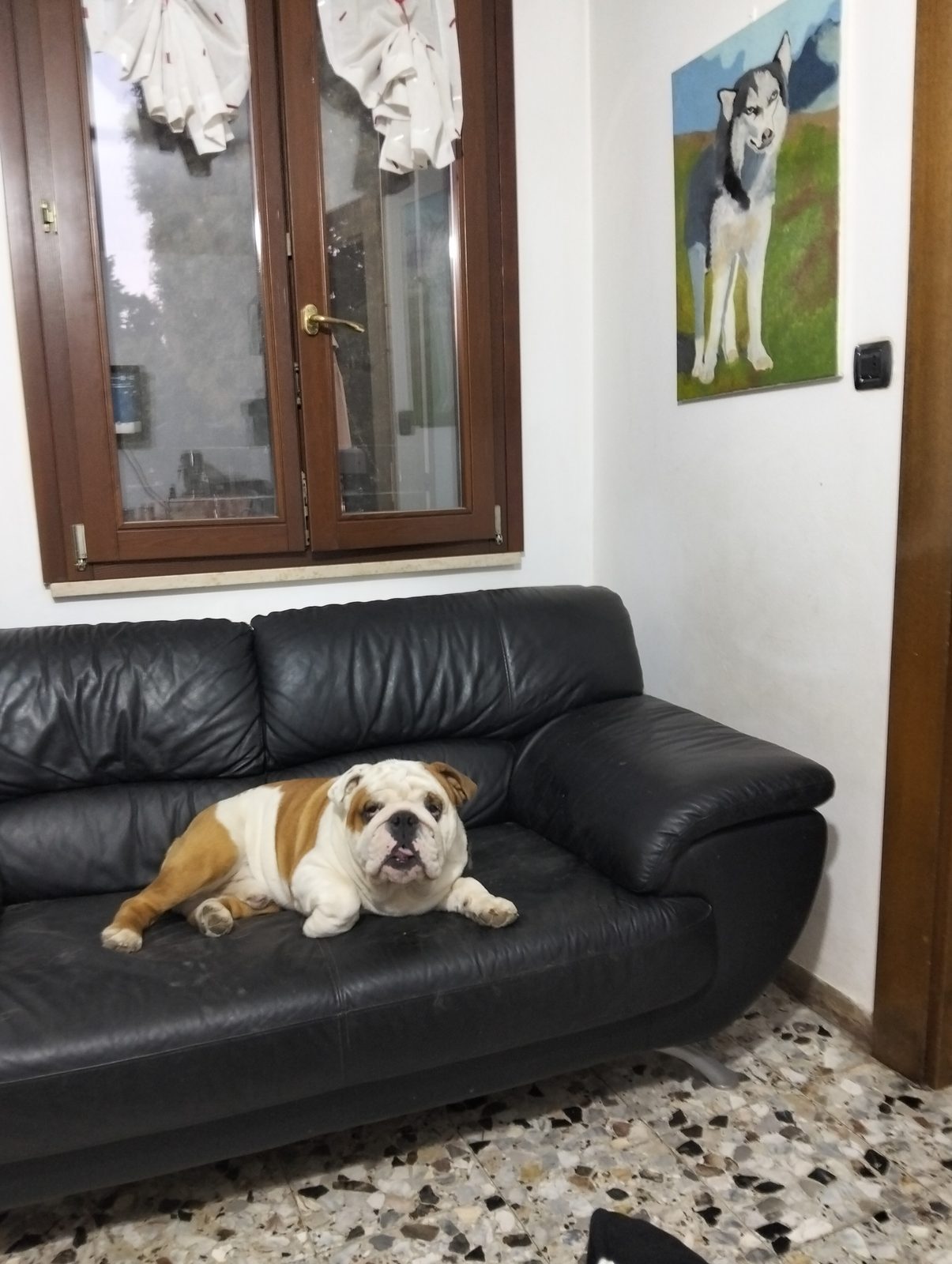 Bulldog inglese rilassato sul divano di casa durante la pensione