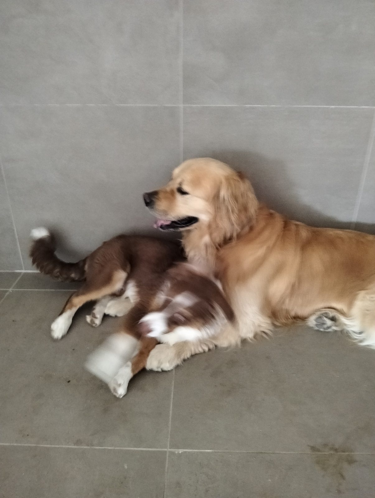 Due cani amici che riposano insieme