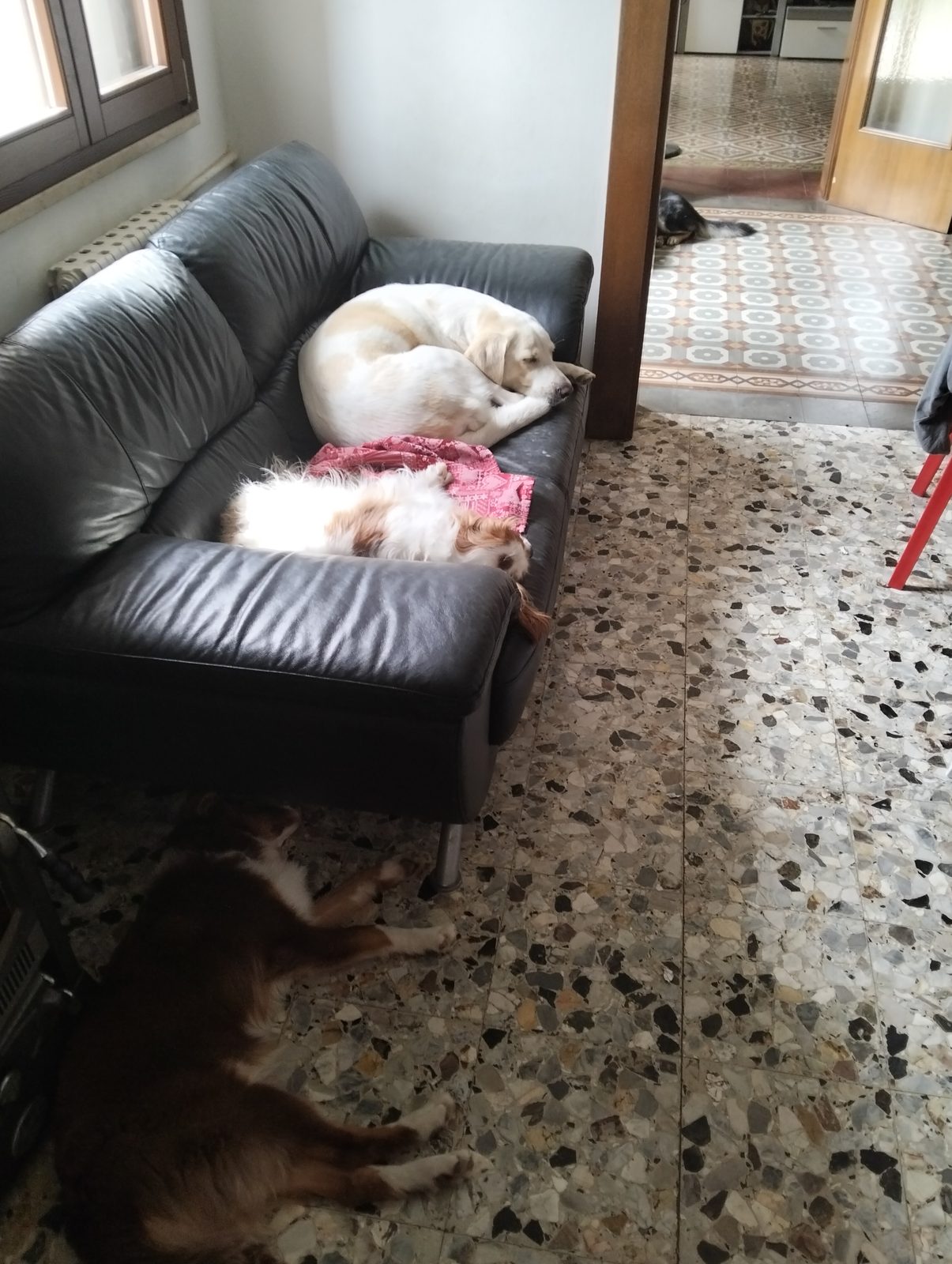 Cani sul divano: la pensione in casa a Cani dal Bosco
