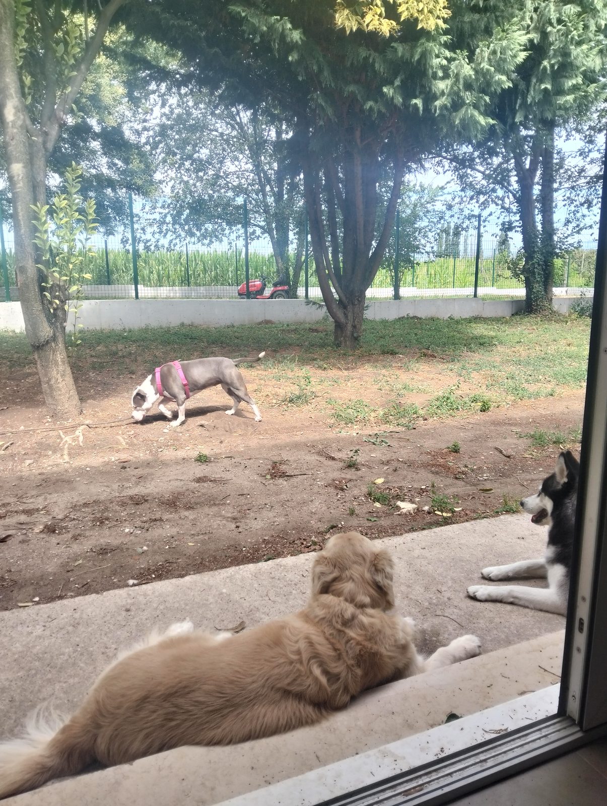 Il giardino di Cani dal Bosco a Gazzolo d'Arcole