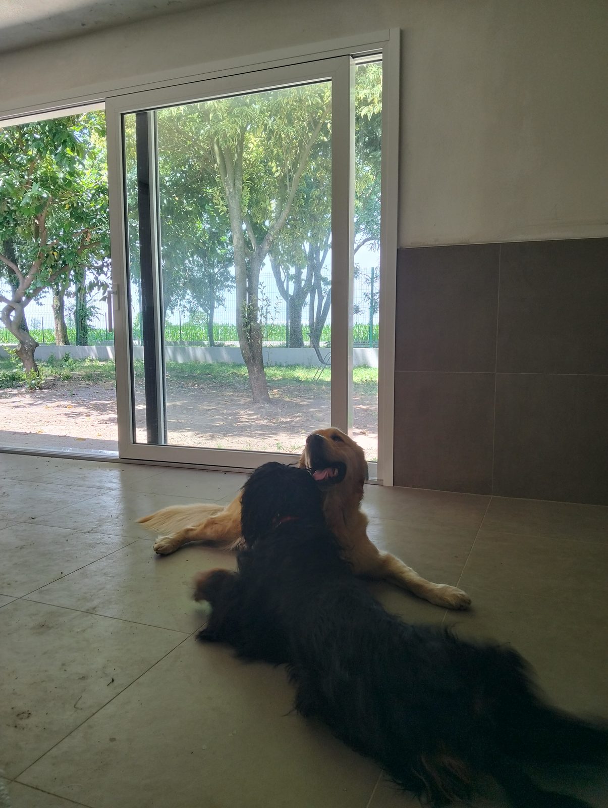 Cani che giocano nel salone