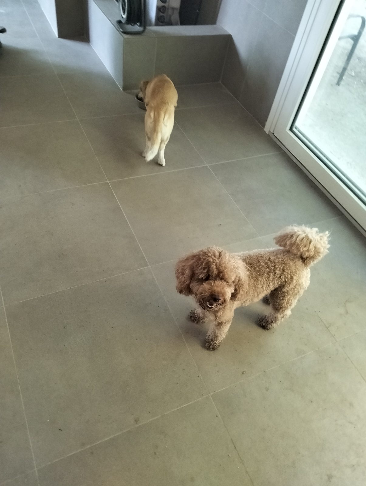 Barboncino all'asilo per cani