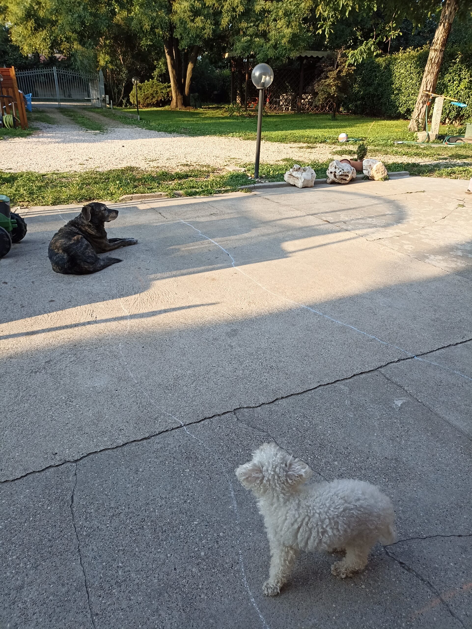 Due cani nel cortile e giardino di Cani dal Bosco