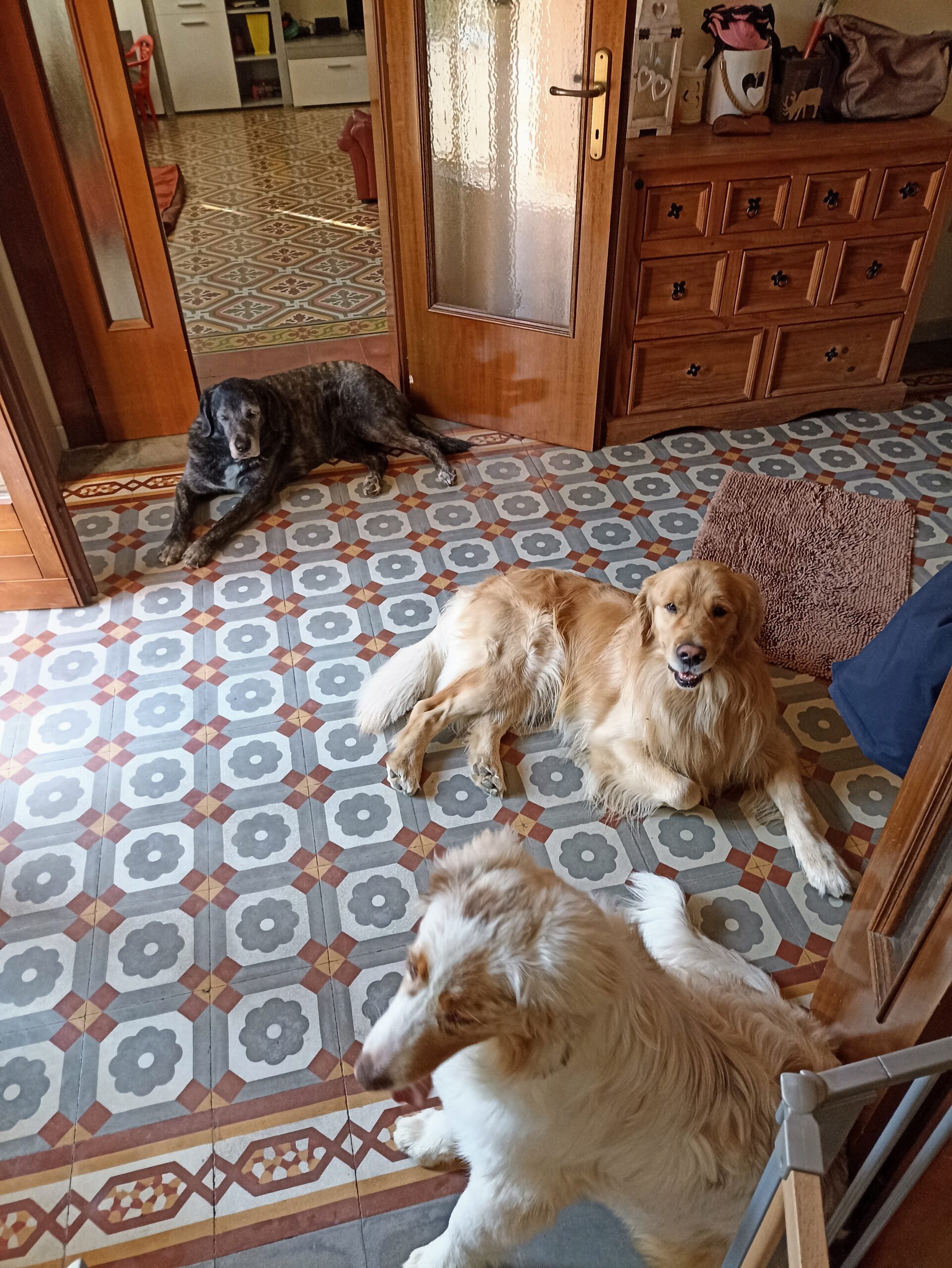 Tre cani rilassati in casa sul pavimento a mosaico durante la pensione
