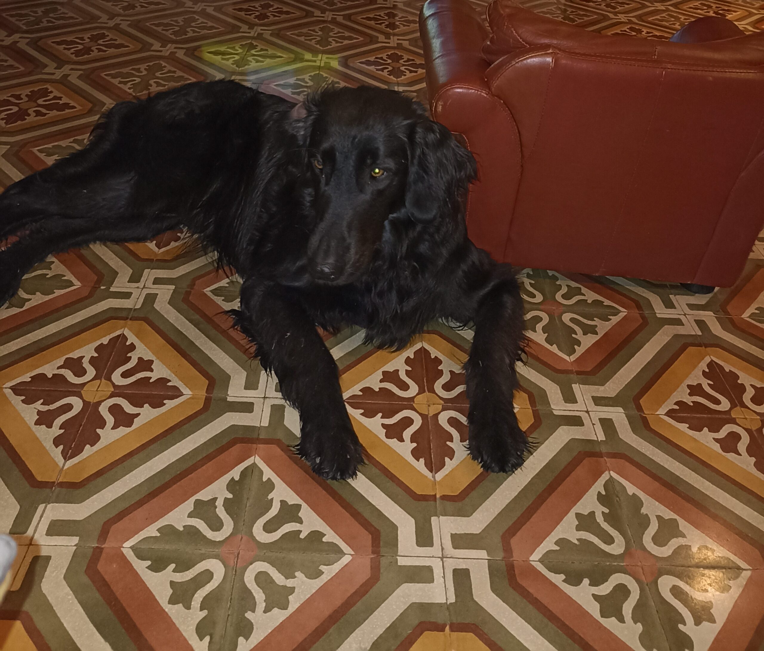 Cane nero sdraiato in salotto vicino alla poltrona